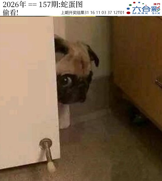 157期正版蛇蛋图[图]